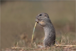 <p>SYSEL OBECNÝ (Spermophilus citellus) --- /European ground squirrel - Europäisches Ziesel/</p>